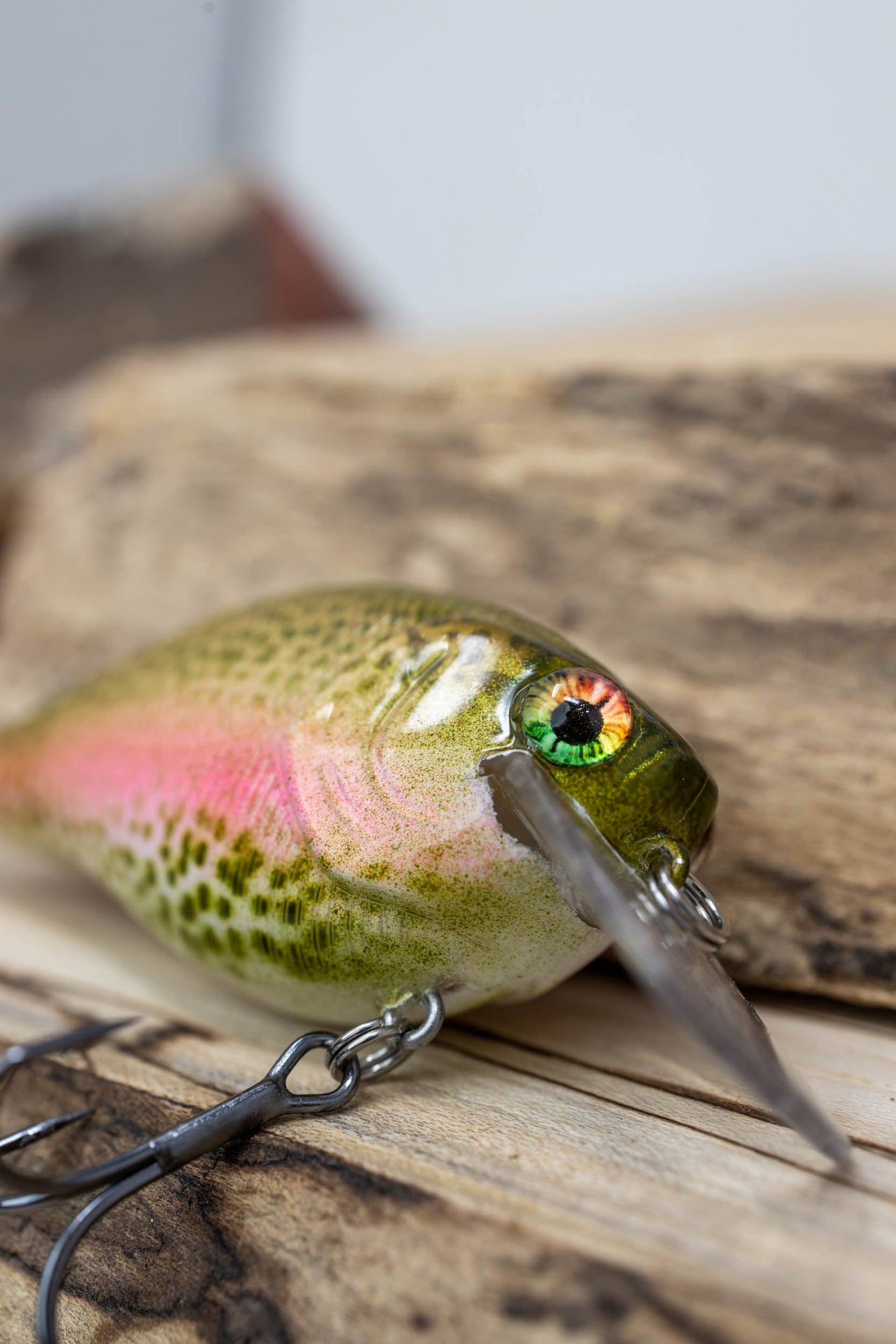 2.5 SQUAREBILL-1 KNOCKER ( RAINBOW TROUT )